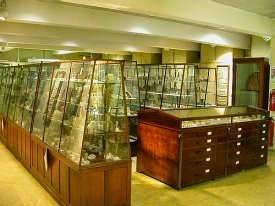 The Petrie Museum of Egyptian Archaeology