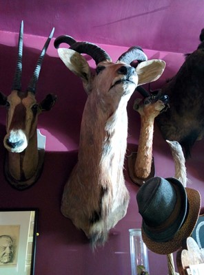 The Viktor Wynd Museum of Curiosities