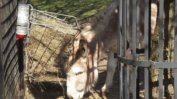 Battersea Park Children's Zoo