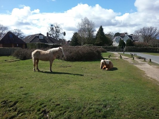 New Forest National Park