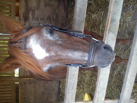 Stonehurst Family Farm & Museum