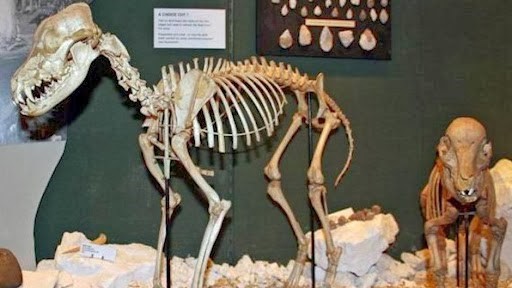 Stables Gallery of the Alexander Keiller Museum