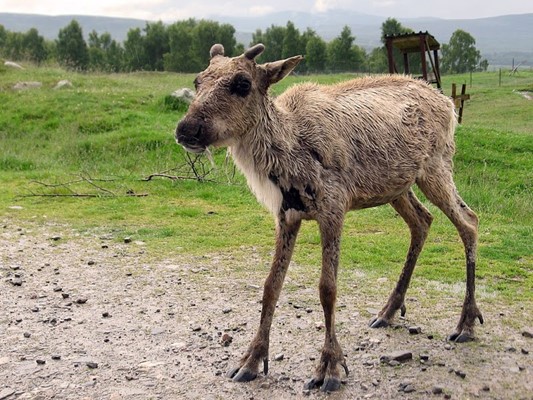 RZSS Highland Wildlife Park