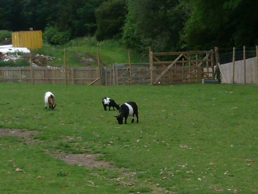 Kirkley Hall Zoological Gardens
