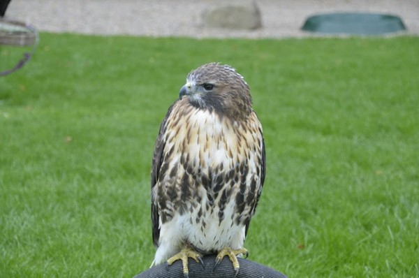 Thirsk Birds of Prey Centre - All You Need to Know BEFORE You Go (with  Photos)