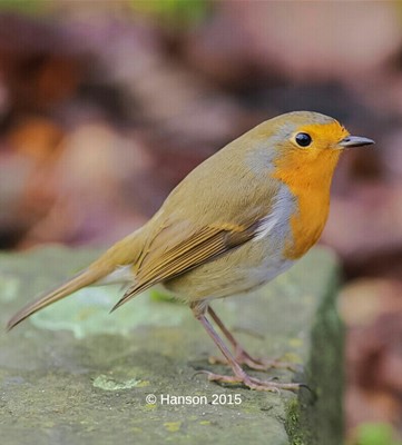 Chestnut Centre Otter, Owl & Wildlife