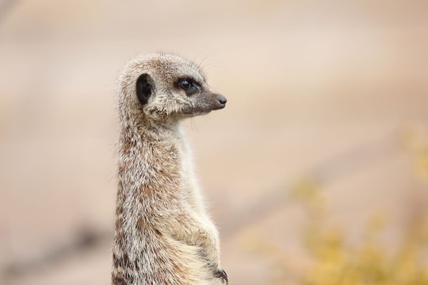 Yorkshire Wildlife Park
