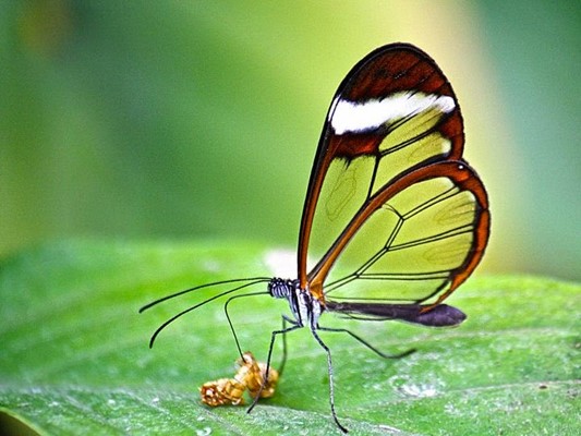 Tropical Butterfly House Wildlife And Falconry Centre