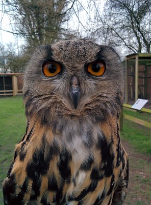 York Bird of Prey Centre