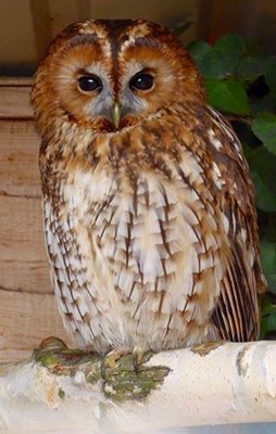 The Baytree Owl and Wildlife Centre