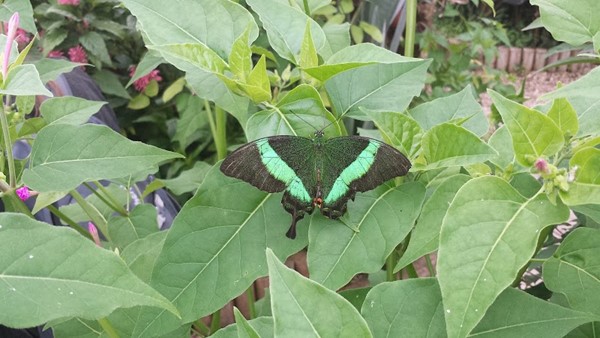 Wye Valley Butterfly Zoo