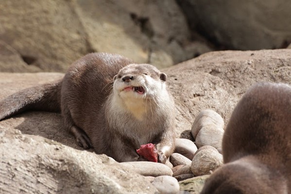 Crocodiles of the World