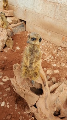 Doniford Animal Farm