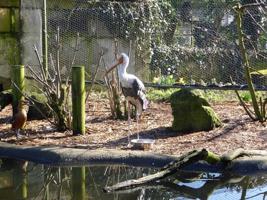 Thrigby Hall Wildlife Gardens