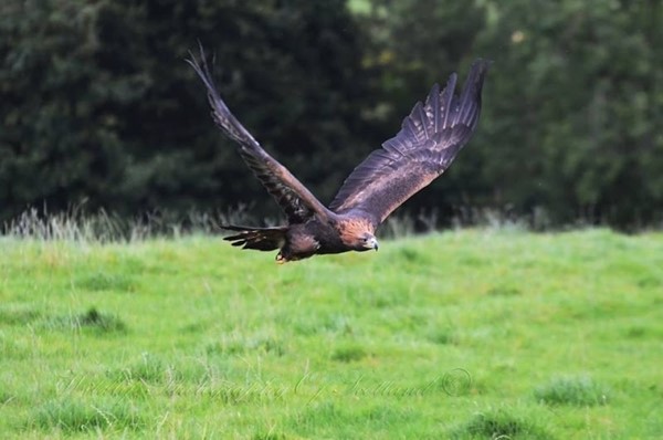 Loch Lomond Bird of Prey Centre