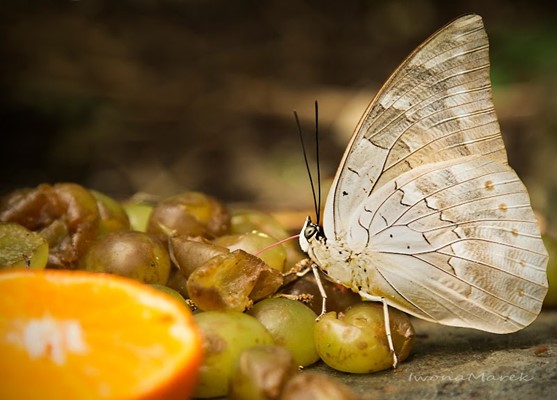 Edinburgh Butterfly & Insect World