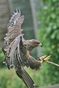 Exmoor Owl & Hawk Centre