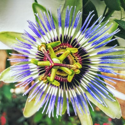 Sensational Butterflies