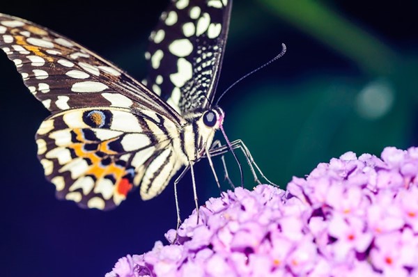 Seaforde Gardens & Tropical Butterfly House