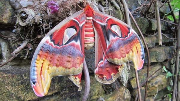 Stratford Butterfly Farm