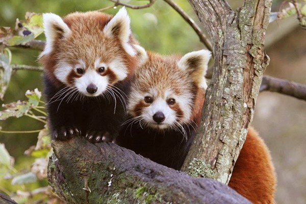 Paradise Park, Hayle, Cornwall