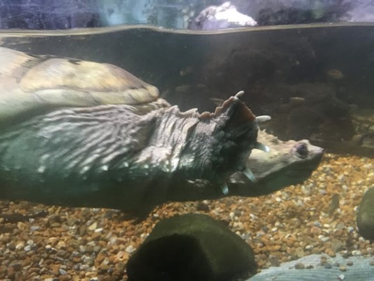 Blue Reef Aquarium Portsmouth