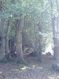 Brakes Coppice Park