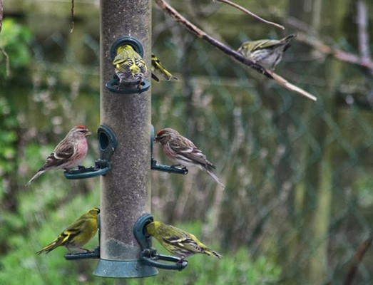 Silver Birches Camping