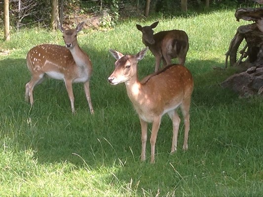 Staunton Country Park