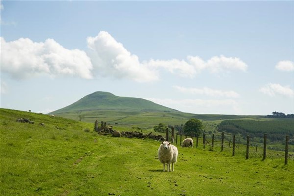 Explore Lomond Hills Regional Park, East Lomond