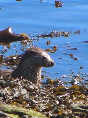 Sunnybrae Caravan Park