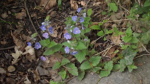 Muiravonside Country Park