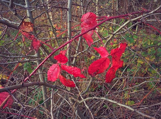 Eglinton Country Park