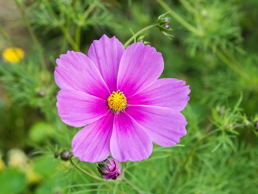 Woodside Wildlife & Falconry Centre