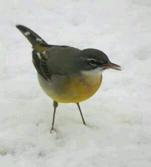 Sir Thomas and Lady Dixon Park