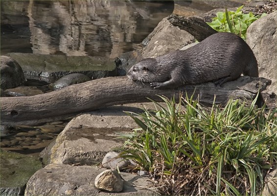 WWT London Wetland Centre
