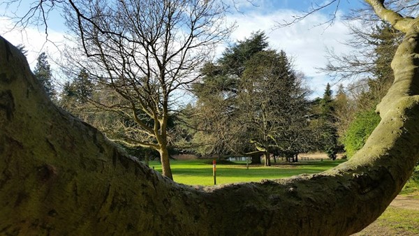 Brandon Country Park