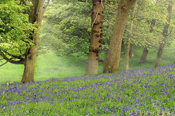 National Trust - Sheringham Park
