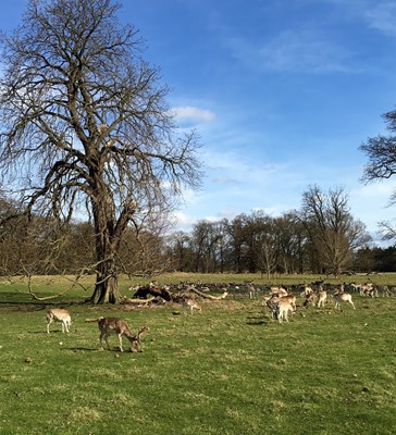 National Trust - Attingham Park