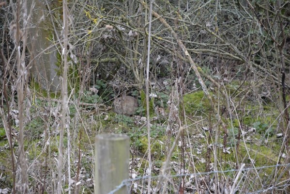 Fermyn Woods Country Park