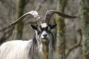 Dinas Caravan Park, Camping and Glamping