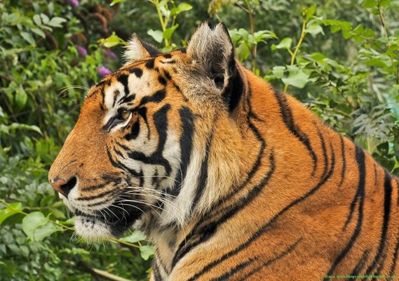 Shepreth Wildlife Park