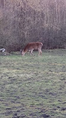 Herrington Country Park