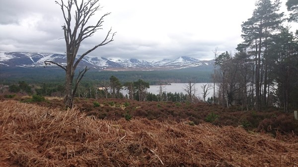 Forestry Commission Scotland