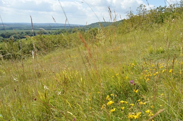 Trosley Country Park