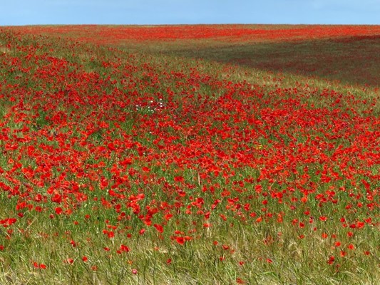 Colne Valley Regional Park