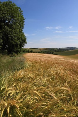 South Downs National Park