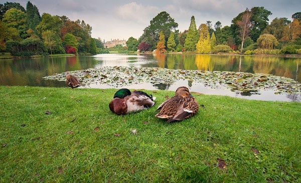 National Trust - Sheffield Park and Garden