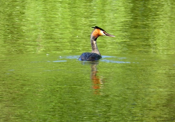 Lakeside Country Park