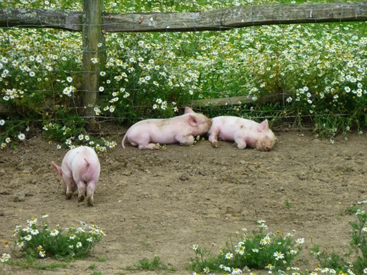 Manor Farm Country Park